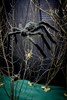 Aragog - aranha gigante na floresta proibida.JPG